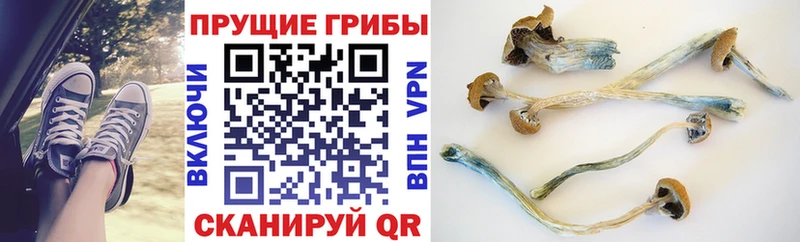 hydra вход  что такое   Белоозёрский  Галлюциногенные грибы мицелий 